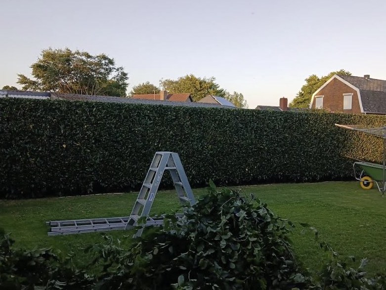 Pas geschoren hoge haag met ladder en snoeiafval op het gazon