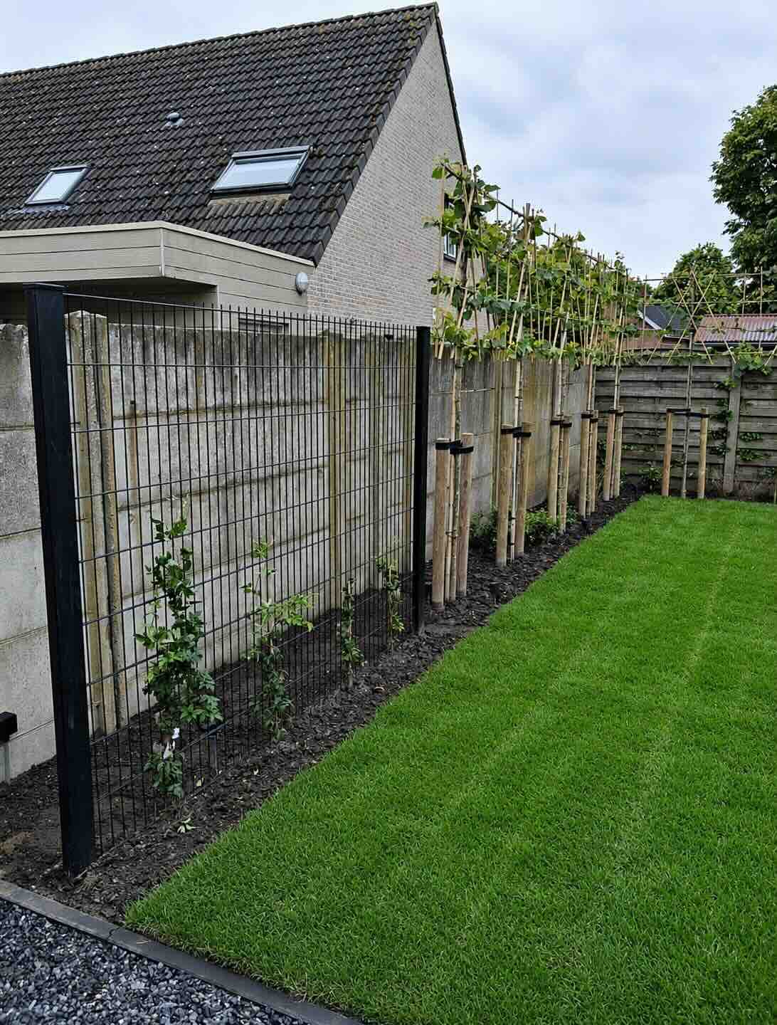 Draadafsluiting met klimplanten langs gazon