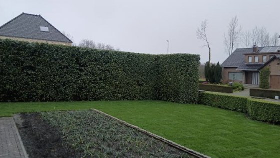 Aangelegde tuin met nieuw gazon, geschoren hagen en border
